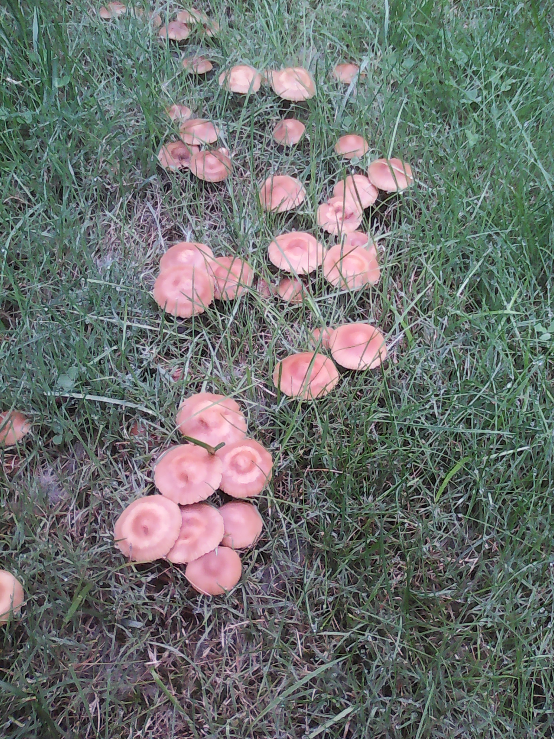 Paddestoelen in gazon